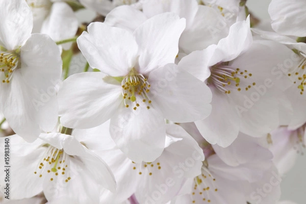 Fototapeta サクラ