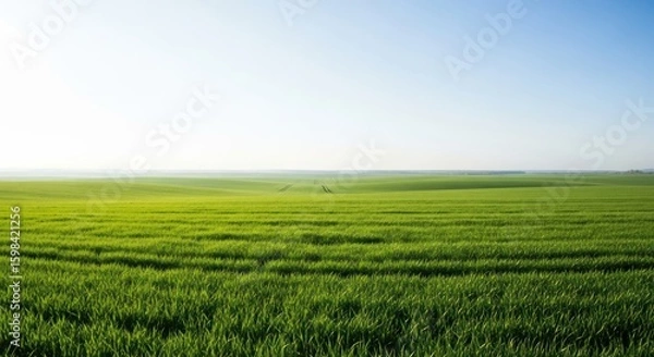 Fototapeta green field and blue sky