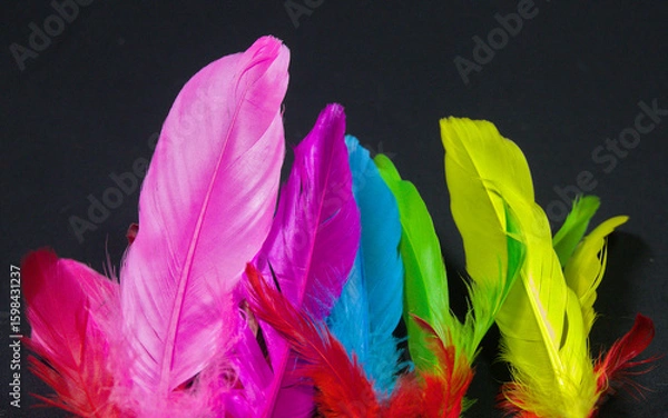 Fototapeta Bunter Federn