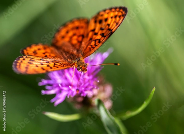 Obraz butterfly on flower