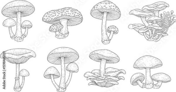 Fototapeta Vector art of a variety of mushroom sketches isolated on white background, showcasing different shapes and textures of fungi