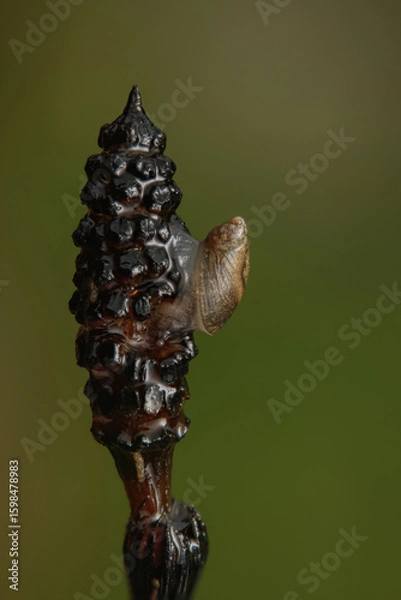 Obraz aquatic snail on water reed
