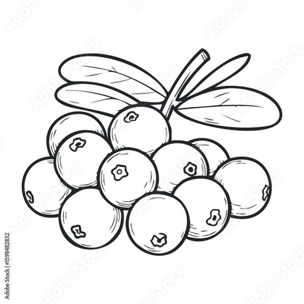 Fototapeta Hand-drawn berry cluster with leaves on white background. Vector illustration