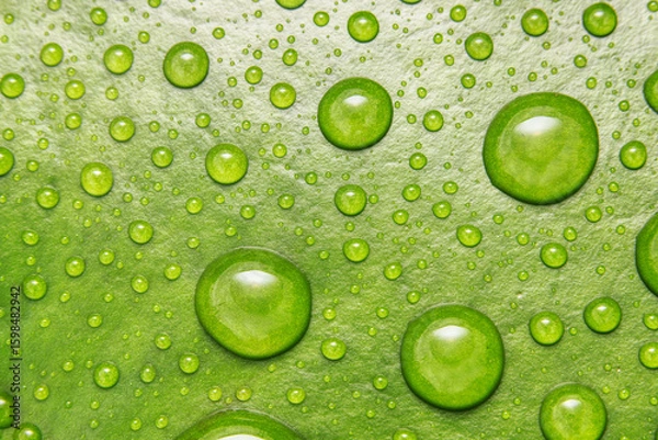 Obraz water on Lilly in close up