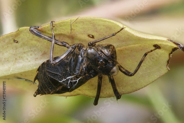 Obraz dragonfly nymph casing on leaf
