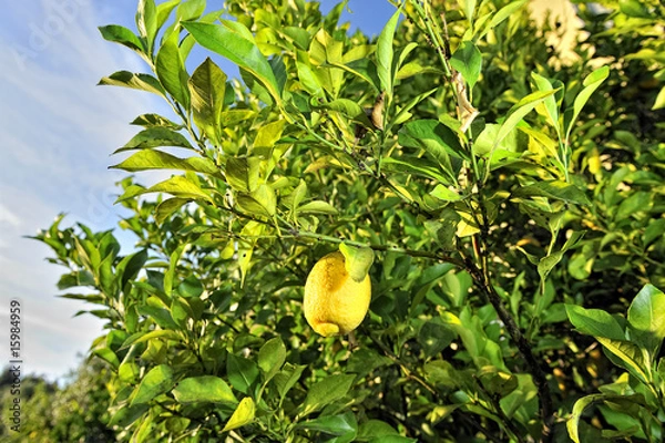 Obraz Lemon Tree