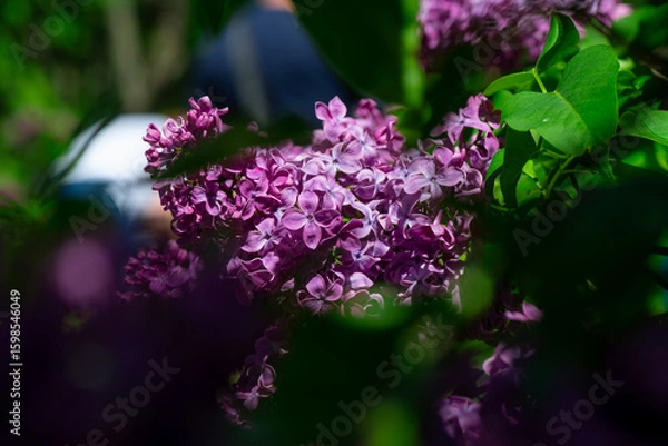 Fototapeta Nice lilac macro photo shot, spring time, nature close up