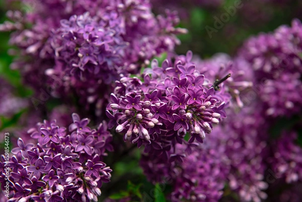 Fototapeta Nice lilac macro photo shot, spring time, nature close up