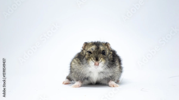 Obraz hamster on white background