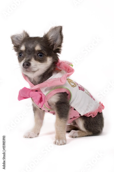 Fototapeta pup sitting with clothes