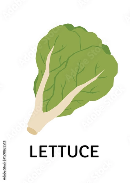 Fototapeta Fresh green lettuce with a pale stem isolated on white background