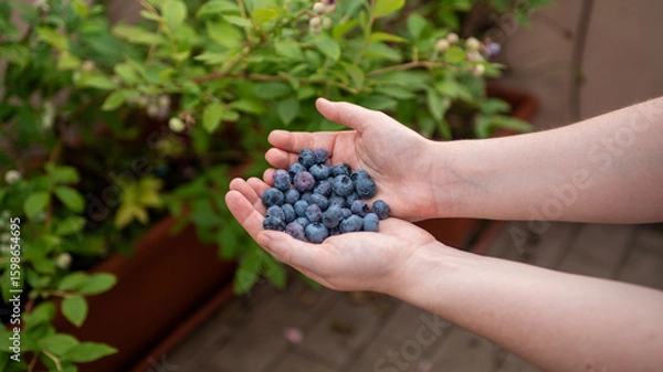 Fototapeta Hands filled with ripe blueberries are showcased against a backdrop of lush green blueberry plants, indicating a successful harvest in a home garden.