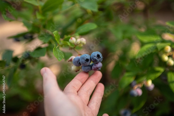 Fototapeta A woman picks ripe blueberries from a bush in a garden filled with greenery. She enjoys the warm afternoon sun while collecting fresh fruits in summer.
