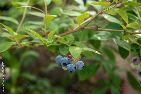 Fototapeta Fresh blueberries growing on a bush in a sunny garden during summer harvesting season