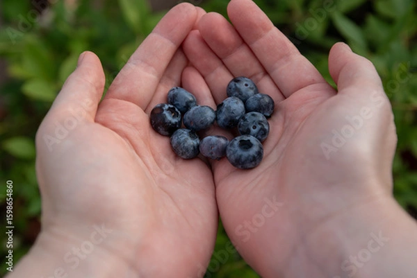 Fototapeta Hands filled with ripe blueberries are showcased against a backdrop of lush green blueberry plants, indicating a successful harvest in a home garden.