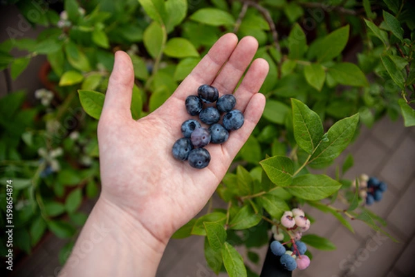 Fototapeta Hands filled with ripe blueberries are showcased against a backdrop of lush green blueberry plants, indicating a successful harvest in a home garden.