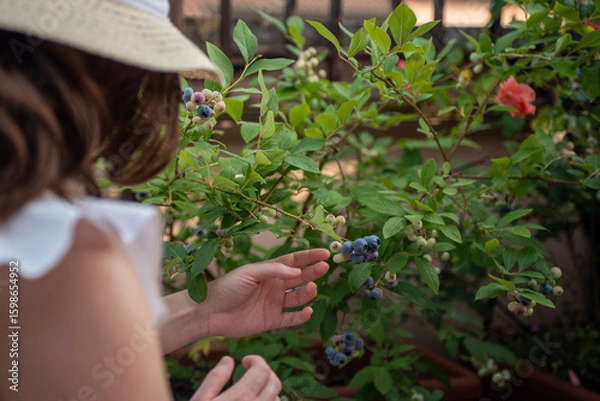 Fototapeta A woman picks ripe blueberries from a bush in a garden filled with greenery. She enjoys the warm afternoon sun while collecting fresh fruits in summer.