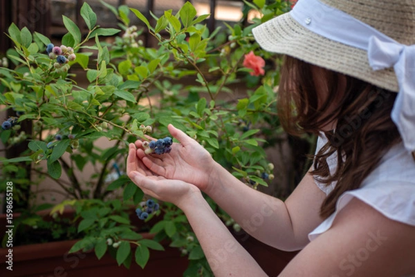 Fototapeta A woman picks ripe blueberries from a bush in a garden filled with greenery. She enjoys the warm afternoon sun while collecting fresh fruits in summer.