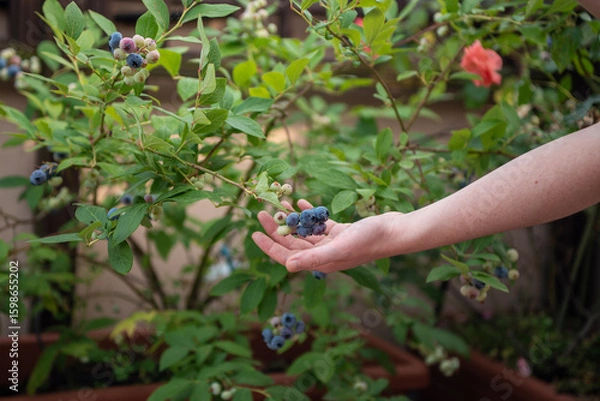 Fototapeta A woman picks ripe blueberries from a bush in a garden filled with greenery. She enjoys the warm afternoon sun while collecting fresh fruits in summer.