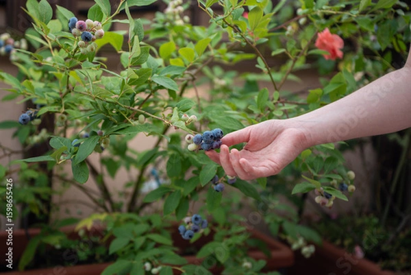Fototapeta A woman picks ripe blueberries from a bush in a garden filled with greenery. She enjoys the warm afternoon sun while collecting fresh fruits in summer.
