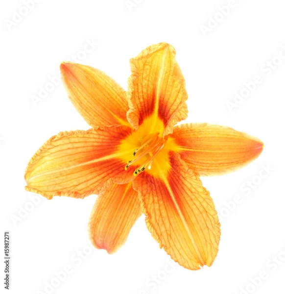 Obraz Orange lily