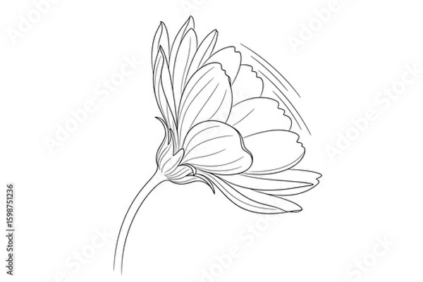 Obraz Detailed line drawing of a flower with petals and stem viewed from a side angle illustration art