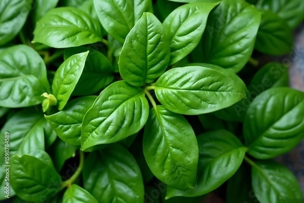 Fototapeta Detailed close-up captures a vibrant collection of verdant leaves. The image emphasizes the textures and life of nature.