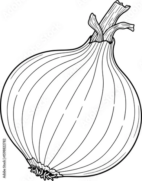 Fototapeta Single onion with layered skin texture and dry stem, hand-drawn style