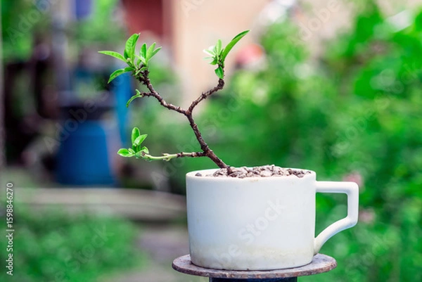 Fototapeta Small pink ixora flowers in a ceramic pot ,in a bonsai process.