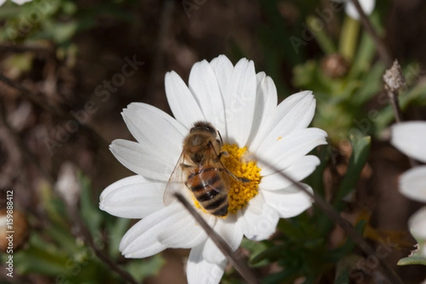 Fototapeta Bee on flower - pollination