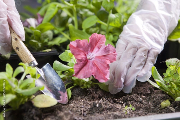 Obraz female hands in protective gloves with a landing scoop and petunia seedling