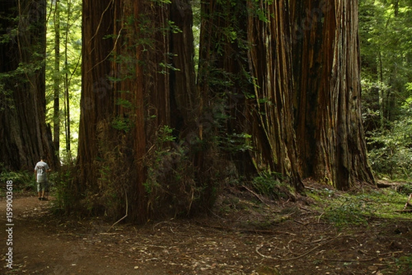 Fototapeta Boy is dwarfed as he walks among the tall trees in a redwood forest