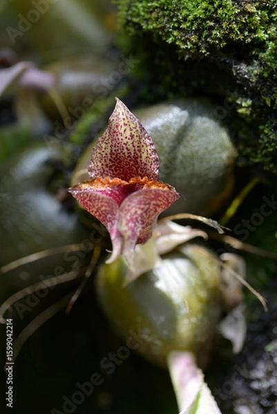 Fototapeta ブルボフィルム・マクロブルブム