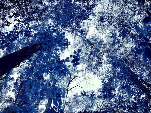 Obraz The foliage above