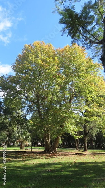 Obraz trees in the park