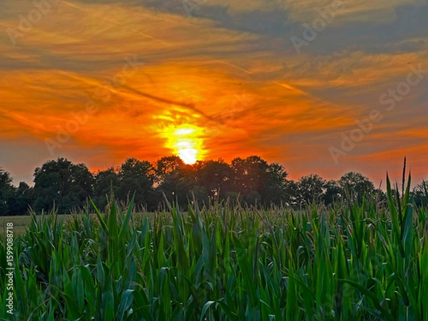 Fototapeta Beautiful sunset over a corn field. Rural agriculture field landscape with forest in the background and sky with sun on the horizon. Background.