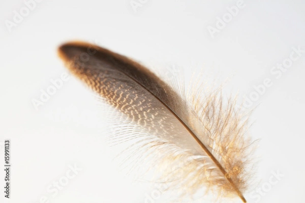 Fototapeta 羽