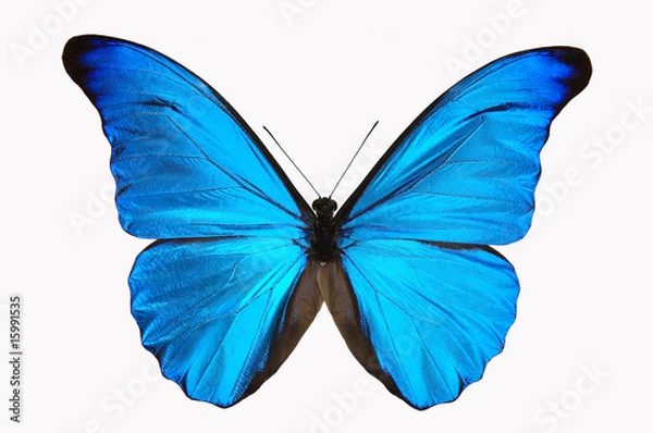 Obraz 青い蝶