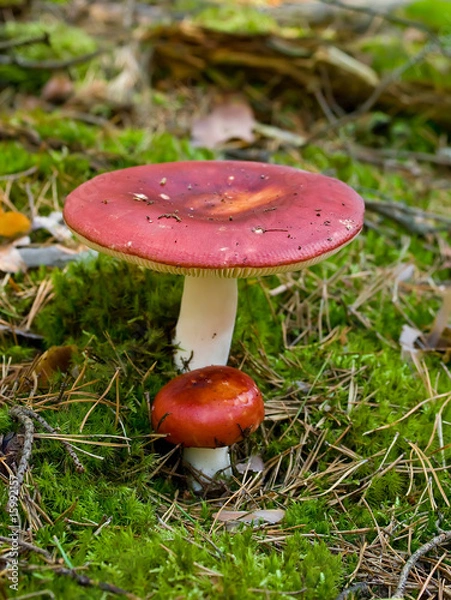 Obraz russula