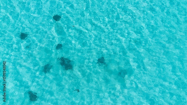 Obraz blue reef water 