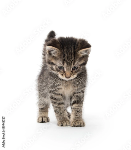 Obraz Cute tabby kitten on white