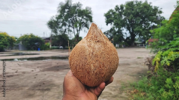 Fototapeta Photo of coconut, which is placed in the hand, a cash crop that generates income for farmers in Asia.