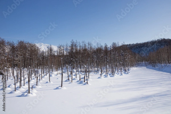 Fototapeta 雪に覆われた青い池　美瑛町
