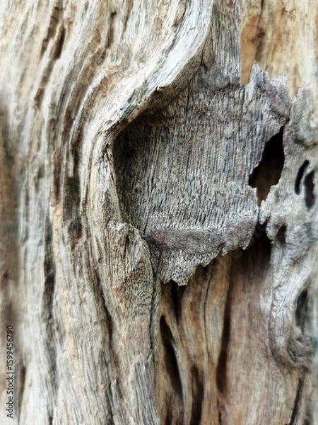 Obraz tree bark texture