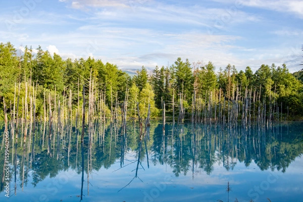 Obraz 夏の雑木林を映す青い池の湖面　美瑛町

