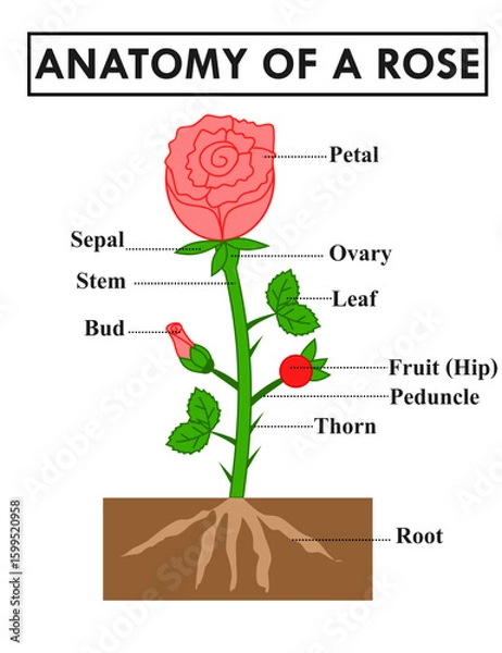 Obraz Parts of a Rose.Anatomy of flower.Infographic for science or biology.Diagram showing parts of a rose including petal, sepal, stem, leaf, bud, thorn, fruit (hip), ovary, and root.Vector illustration.