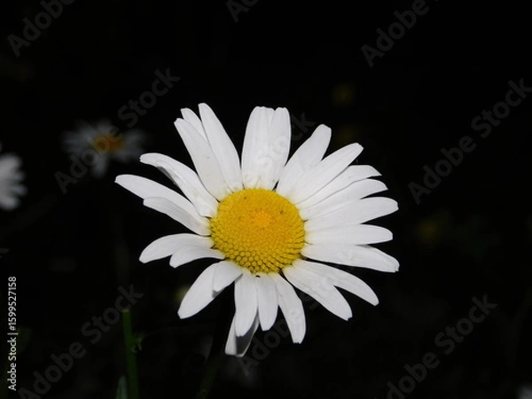 Obraz white daisy flower