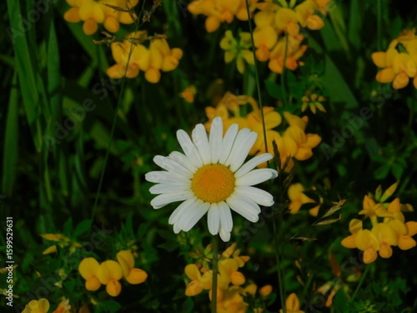 Obraz daisy in yellow flowers