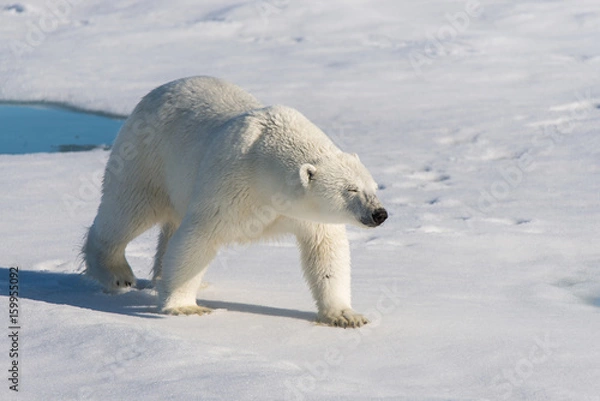 Obraz Polar bear on the pack ice