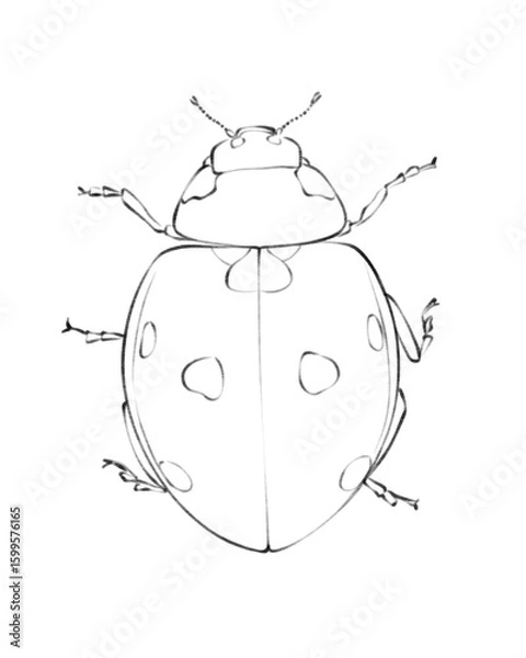 Fototapeta Line art illustration of a ladybug with detailed outline and spots, black and white insect drawing